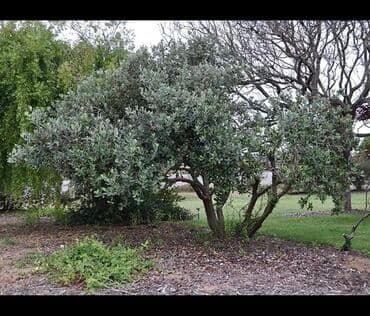 1000 sot, Kənd təsərrüfatı, Mülkiyyətçi, Kupça (Çıxarış) lalafo.az -da 1000 sot, Kənd təsərrüfatı, Mülkiyyətçi, Kupça (Çıxarış)