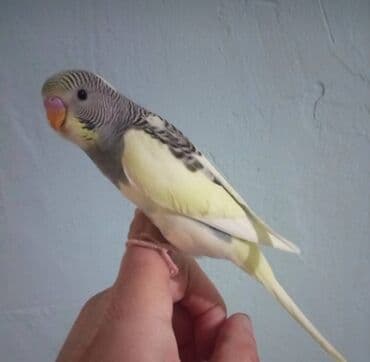 Noyabrı xatırladan yumşaq sarı-ağ tonlarda, boz-çəhrayı naxışlı gözəl lalafo.az -da Noyabrı xatırladan yumşaq sarı-ağ tonlarda, boz-çəhrayı naxışlı gözəl