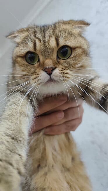 Qızıl şinşilla, Dişi, Yaxşı əllərə, Ünvandan götürmə, Ödənişli çatdırılma lalafo.az -da Qızıl şinşilla, Dişi, Yaxşı əllərə, Ünvandan götürmə, Ödənişli çatdırılma