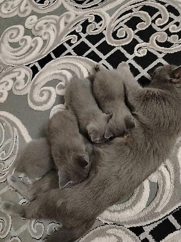 Boz tüklü balaca pişik balaları - Cins görünüşü: qısa, sıx və yumşaq lalafo.az -da Boz tüklü balaca pişik balaları - Cins görünüşü: qısa, sıx və yumşaq
