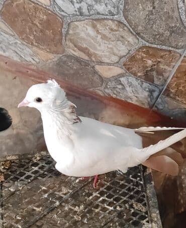 Məhsul: Ev göyərçinləri (cüt) Təsvir:salam quş göz qabağında, maya lalafo.az -da Məhsul: Ev göyərçinləri (cüt) Təsvir:salam quş göz qabağında, maya