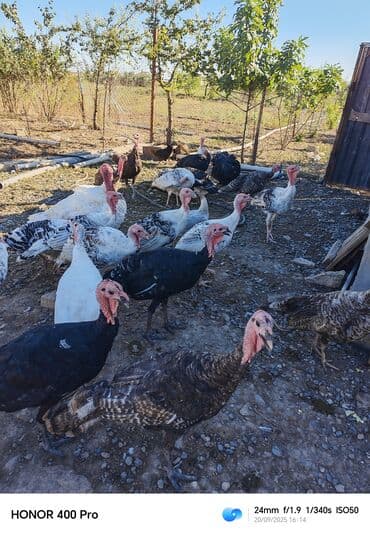 Məhsul: Hind quşları satlr Təsvir: - Açıq havada saxlanılan, sərbəst lalafo.az -da Məhsul: Hind quşları satlr Təsvir: - Açıq havada saxlanılan, sərbəst
