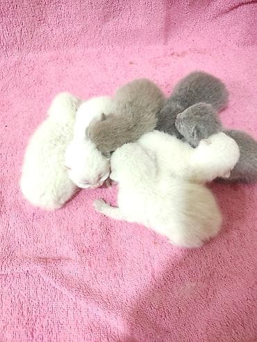 Britan lalafo.az -da Britan