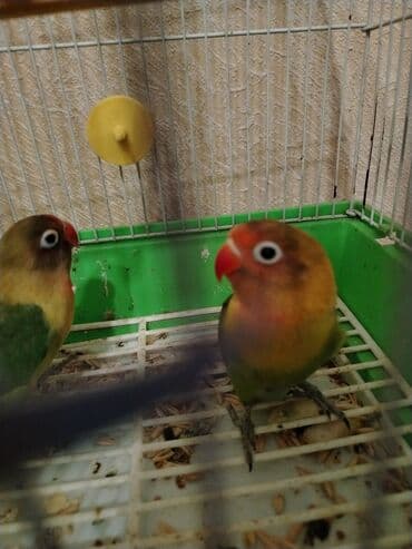 Salam hər kəsə. Çavan Fişerlər satilir. 3 ayliq quşlardir. Qəfəs lalafo.az -da Salam hər kəsə. Çavan Fişerlər satilir. 3 ayliq quşlardir. Qəfəs