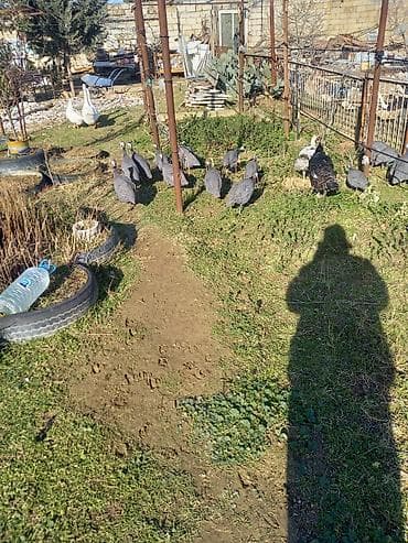 Hind toyugu satilir 15 ədəd lalafo.az -da Hind toyugu satilir 15 ədəd