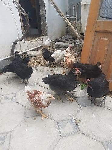 Məhsul: Evdə bəslənmiş cücə–toyuqlar (qarışıq rəng və cinslər) lalafo.az -da Məhsul: Evdə bəslənmiş cücə–toyuqlar (qarışıq rəng və cinslər)