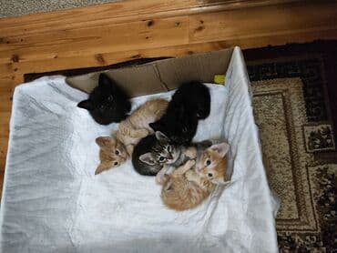 Erkək, Dişi, Yaxşı əllərə, Ünvandan götürmə lalafo.az -da Erkək, Dişi, Yaxşı əllərə, Ünvandan götürmə