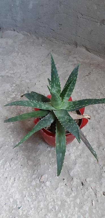 Aloye .Mualicevi.2 il lalafo.az -da Aloye .Mualicevi.2 il