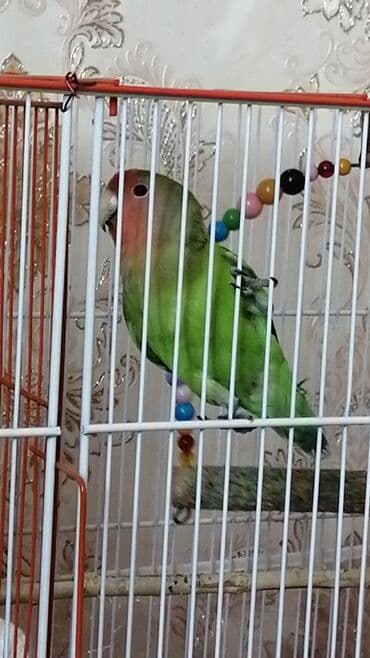 4 eded nerazlucnik 25 azn biri Sumqayit lalafo.az -da 4 eded nerazlucnik 25 azn biri Sumqayit