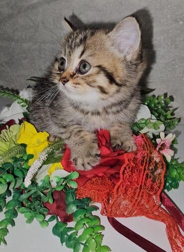 Chery: Шотландская, Самовывоз at lalafo.az — 9 Chery: Шотландская, Самовывоз — 9