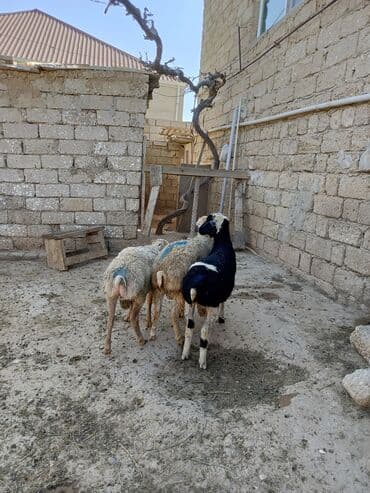 Erkək quzu yaxşı heyvandi endirimli qiymetedi lalafo.az -da Erkək quzu yaxşı heyvandi endirimli qiymetedi