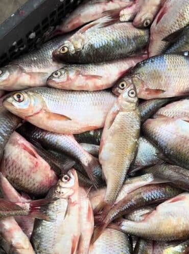 Sülhsevər, Ünvandan götürmə lalafo.az -da Sülhsevər, Ünvandan götürmə