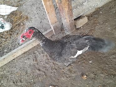 Salam lal və səsli ördəklər təmizlənmiş və diri satılır.1kq-10m lalafo.az -da Salam lal və səsli ördəklər təmizlənmiş və diri satılır.1kq-10m