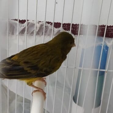 Bulbul- kanareyka yasil reng Erkey oxuyur, qəfəs üstündə verilir Real lalafo.az -da Bulbul- kanareyka yasil reng Erkey oxuyur, qəfəs üstündə verilir Real