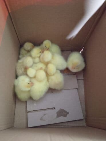 Qaz balası 2 günük qiymət 7 azn lalafo.az -da Qaz balası 2 günük qiymət 7 azn