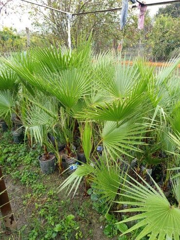 Vasiqton sortudu bular her olcude var boyukler 20 manatdi oz lalafo.az -da — 1 Vasiqton sortudu bular her olcude var boyukler 20 manatdi oz — 1