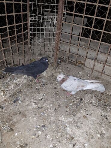 Göyərçinlər tutulma quşlardı hər iksinində nişanı var hazır cütdilər lalafo.az -da Göyərçinlər tutulma quşlardı hər iksinində nişanı var hazır cütdilər