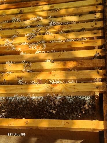 Salam Temiz bal satilir malima cavabdehem 1kq qiymeti 30 azn lalafo.az -da Salam Temiz bal satilir malima cavabdehem 1kq qiymeti 30 azn