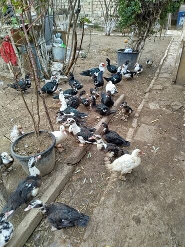 Dişi, | Lal ördək, Damazlıq, Ünvandan götürmə lalafo.az -da Dişi, | Lal ördək, Damazlıq, Ünvandan götürmə