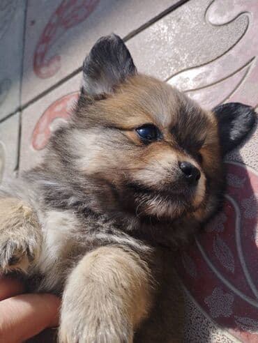 Pekines cinsi erkək 1ay yarımlıqdır lalafo.az -da Pekines cinsi erkək 1ay yarımlıqdır