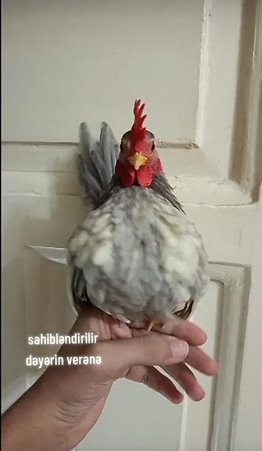 Sahibləndirmə: miniatür xoruz - Cins: Amerikan serama dekorativ lalafo.az -da Sahibləndirmə: miniatür xoruz - Cins: Amerikan serama dekorativ