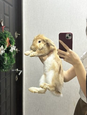 Cins: Lop qulaqlı dekorativ dovşan Rəng: Açıq qəhvəyi (qaramel) – lalafo.az -da Cins: Lop qulaqlı dekorativ dovşan Rəng: Açıq qəhvəyi (qaramel) –