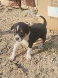 1 ay, Dişi, Ünvandan götürmə lalafo.az -da 1 ay, Dişi, Ünvandan götürmə