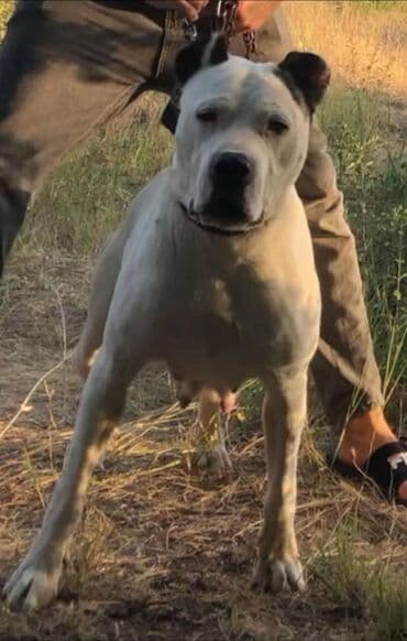 Dogo argentina satilir it 4 yasin icindedi temiz boy.88 sm. İtden lalafo.az -da Dogo argentina satilir it 4 yasin icindedi temiz boy.88 sm. İtden