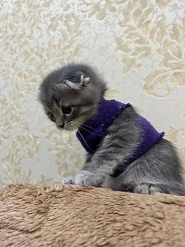 Şotland lalafo.az -da Şotland