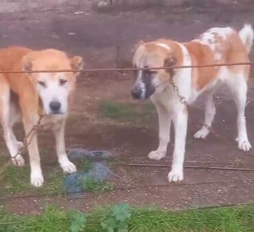 Alabay lalafo.az -da Alabay