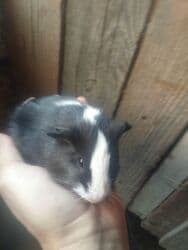 2svinka 2dovsan qalib tek svinka 15e cutu 25man dovsanlar da tek 5man lalafo.az -da 2svinka 2dovsan qalib tek svinka 15e cutu 25man dovsanlar da tek 5man