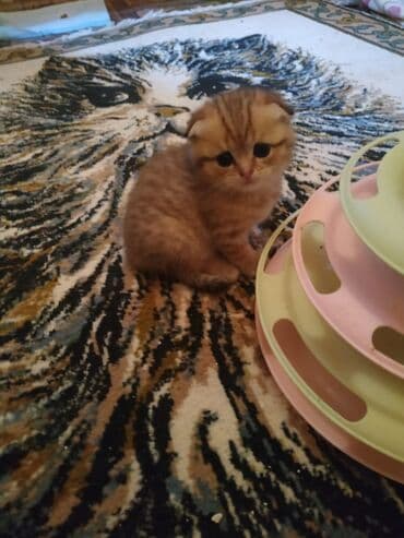 Şinşilla, Erkək, Dişi lalafo.az -da Şinşilla, Erkək, Dişi