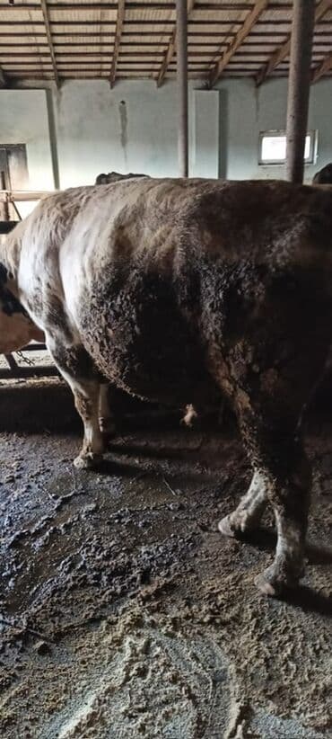 Satılır: iri buynuzlu heyvanlar (inək və buğalar) Xüsusiyyətlər: - lalafo.az -da Satılır: iri buynuzlu heyvanlar (inək və buğalar) Xüsusiyyətlər: -