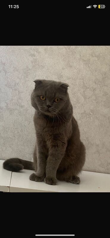 Britan, Erkək, Yaxşı əllərə, Ödənişli çatdırılma, Ünvandan götürmə lalafo.az -da Britan, Erkək, Yaxşı əllərə, Ödənişli çatdırılma, Ünvandan götürmə