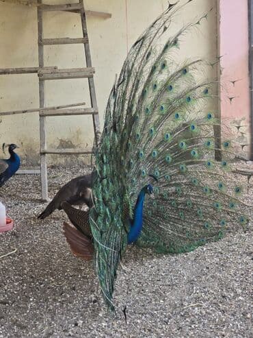 0773006210 vp aktiv.Məhsul: Təlimli tovuz quşları (Pavo cristatus) – lalafo.az -da 0773006210 vp aktiv.Məhsul: Təlimli tovuz quşları (Pavo cristatus) –