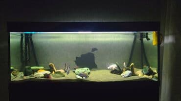 Akvarium-şkaf, Balıqlarla birlikdə, 500 l lalafo.az -da Akvarium-şkaf, Balıqlarla birlikdə, 500 l