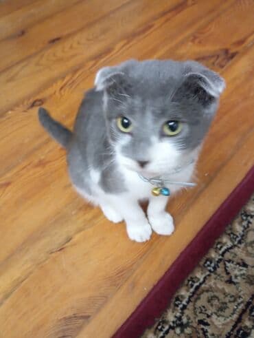 Şotland yastı qulaq, Erkək, Yaxşı əllərə, Ünvandan götürmə lalafo.az -da Şotland yastı qulaq, Erkək, Yaxşı əllərə, Ünvandan götürmə