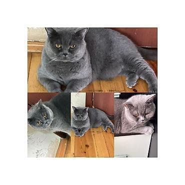 Britan, Erkək lalafo.az -da Britan, Erkək