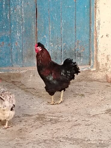 Salam. 6 ayliq aktiv xoruzdu cox gozel xoruzdu lalafo.az -da Salam. 6 ayliq aktiv xoruzdu cox gozel xoruzdu