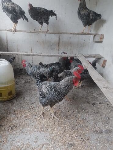 Məhsul: Xoruz və toyuqlar (cücərli naxışlı/qara-ağ “barred” rəngli lalafo.az -da Məhsul: Xoruz və toyuqlar (cücərli naxışlı/qara-ağ “barred” rəngli