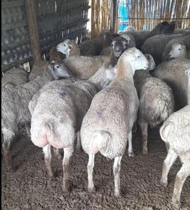 Quzu, Erkək, ay: 6, Ətlik, Ünvandan götürmə lalafo.az -da Quzu, Erkək, ay: 6, Ətlik, Ünvandan götürmə