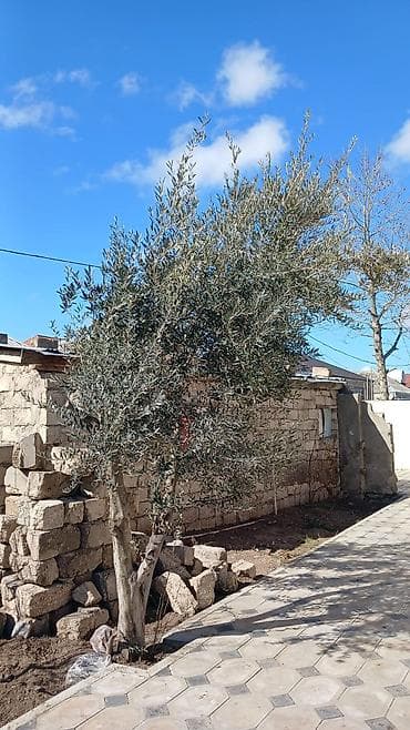 Zeytun ağacı – həyət və bağ sahələri üçün ətirli, dekorativ və lalafo.az -da Zeytun ağacı – həyət və bağ sahələri üçün ətirli, dekorativ və