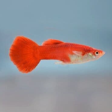 Quppi, Sülhsevər lalafo.az -da Quppi, Sülhsevər