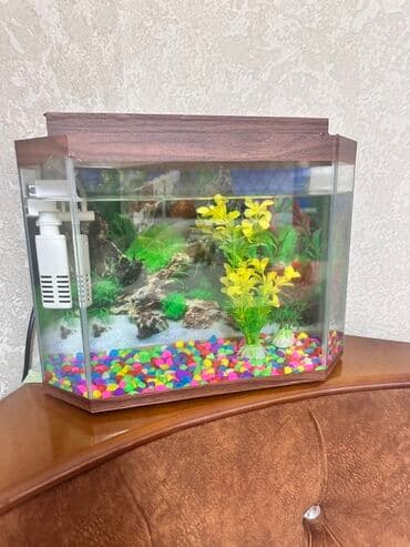 Şəffaf şüşədən hazırlanmış, altıbucaqlı formalı akvarium. Daxili lalafo.az -da Şəffaf şüşədən hazırlanmış, altıbucaqlı formalı akvarium. Daxili