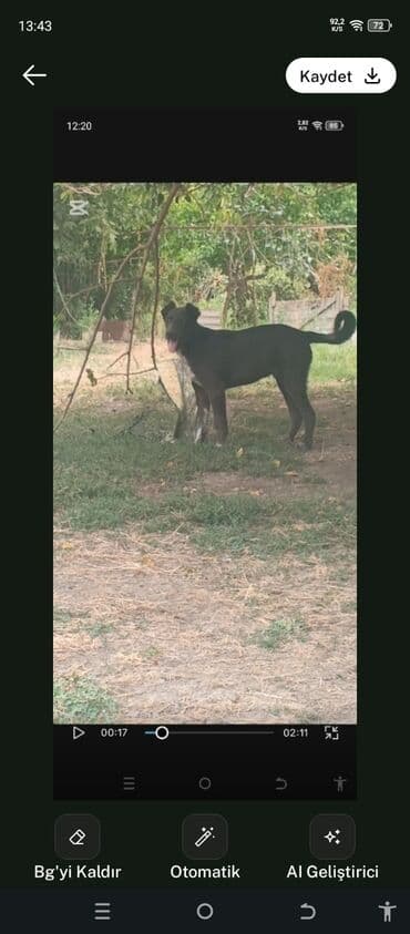 Kanqal, 6 ay, Erkek, Peyvəndli, Ünvandan götürmə lalafo.az -da Kanqal, 6 ay, Erkek, Peyvəndli, Ünvandan götürmə
