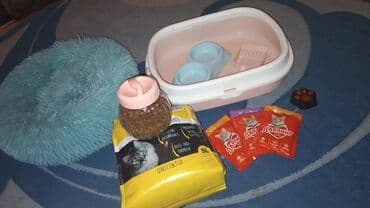 Pişik üçün tam dəst - Tualet qabı: plastik, oval forma, içində lalafo.az -da Pişik üçün tam dəst - Tualet qabı: plastik, oval forma, içində