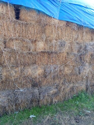 Qiymət2.50 Birinci biçim otdur.700 ədəddir.Hissə hissə də satıla lalafo.az -da Qiymət2.50 Birinci biçim otdur.700 ədəddir.Hissə hissə də satıla