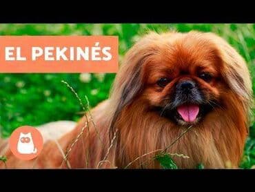 Pekines, 8 ay, Erkek, Peyvəndli, Ödənişli çatdırılma lalafo.az -da Pekines, 8 ay, Erkek, Peyvəndli, Ödənişli çatdırılma
