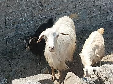 Qiymət əkiz balası olan ( 1 ci heyvana aiddir ) erkek dıvır ( 2 ci lalafo.az -da Qiymət əkiz balası olan ( 1 ci heyvana aiddir ) erkek dıvır ( 2 ci