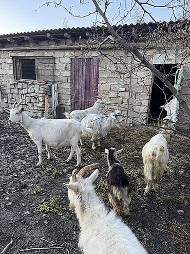 Təcili satılır sütdüy ve ətdiydi 6 ədədi boğazdılar hamsı cavandı lalafo.az -da Təcili satılır sütdüy ve ətdiydi 6 ədədi boğazdılar hamsı cavandı